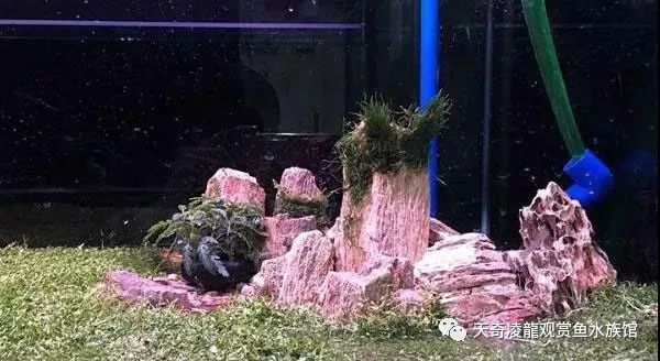 草缸龙鱼,龙鱼裸缸好还是草缸好