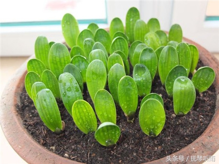 君子兰品种鉴别,美国君子兰品种鉴别