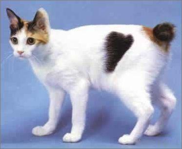 喵星人的3种类型,喵星人类型对照表