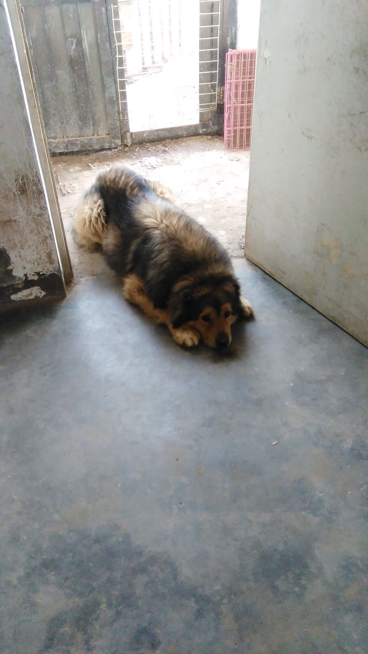 狗年将至！乱弹几则人与狗，跳跃发散型思维叙事，与君同游同乐！