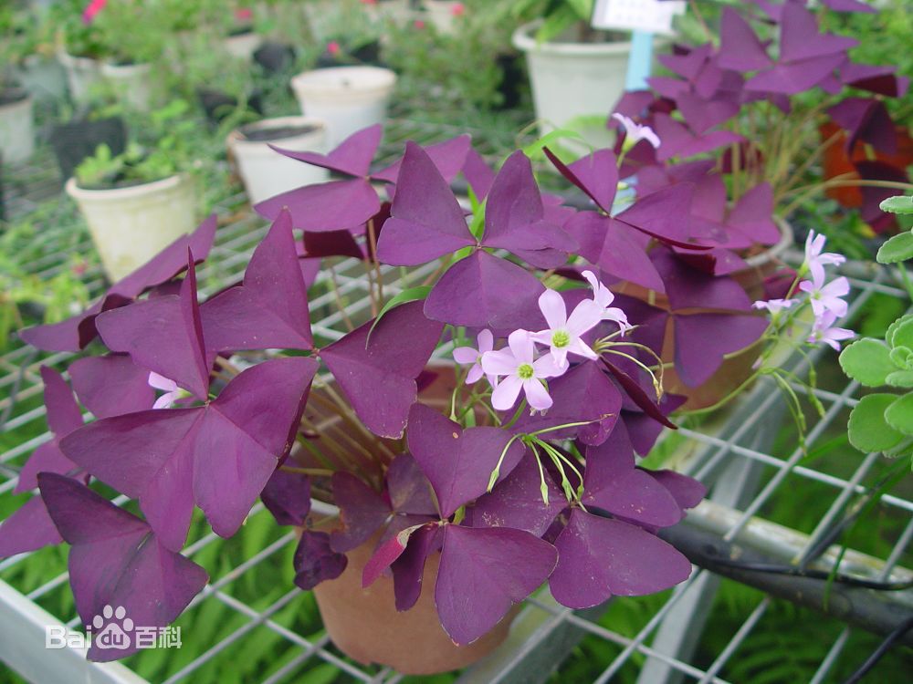 娃儿子不着家娘亲学了种三叶草攻略