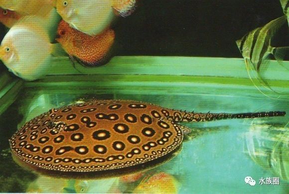 魟鱼养殖技术视频大全,魟鱼饲养入门