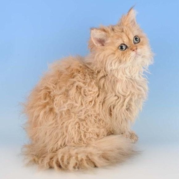 喵星人的3种类型,喵星人类型对照表