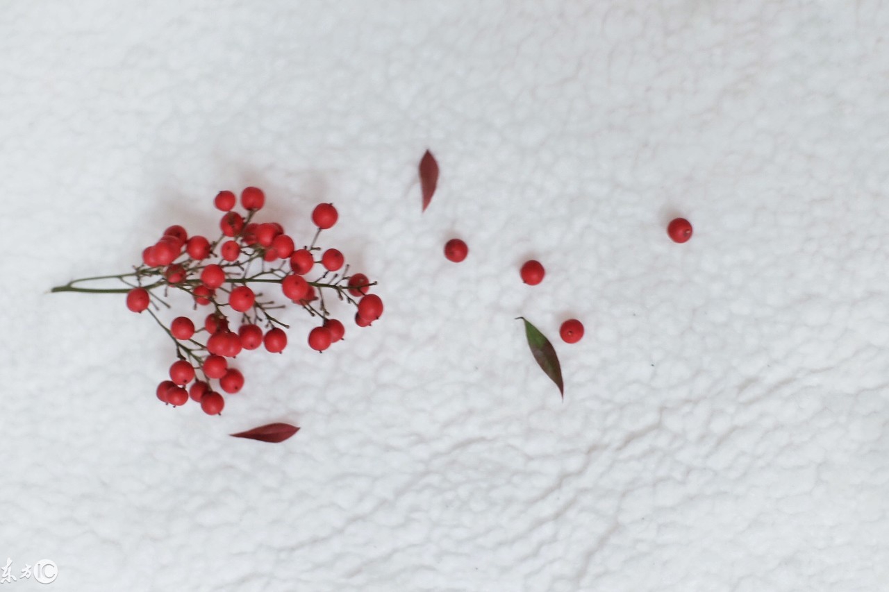 为你种下一颗爱情树,为你种下一棵爱情树