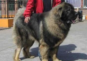 雷神3浩克打芬里尔,雷神3芬里尔片段