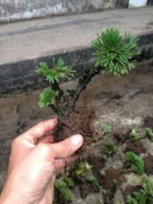 传说中的九死还魂草,九死还魂草可以长在哪里