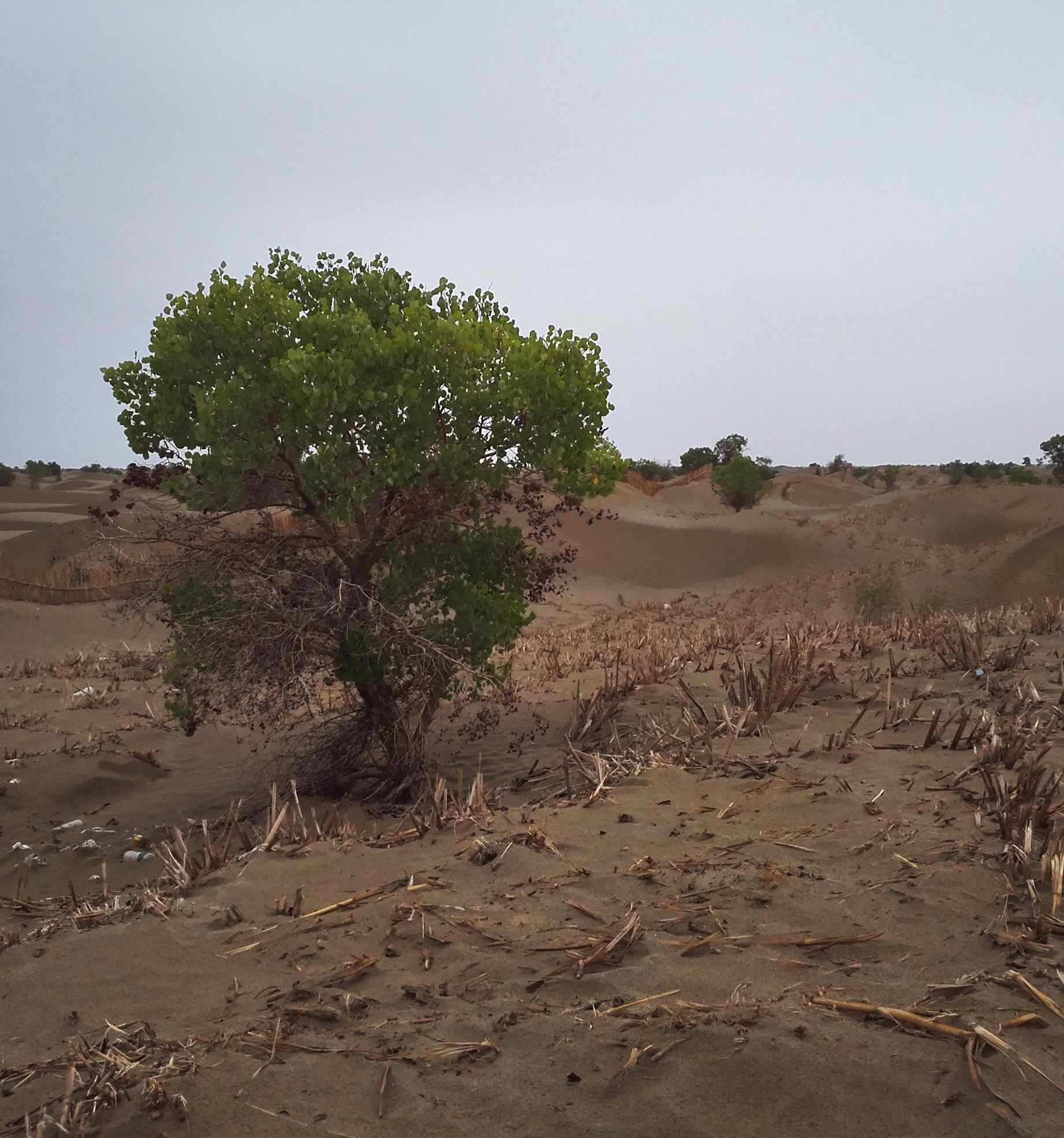 北疆和独库公路自驾游,独库公路和伊犁自驾游攻略