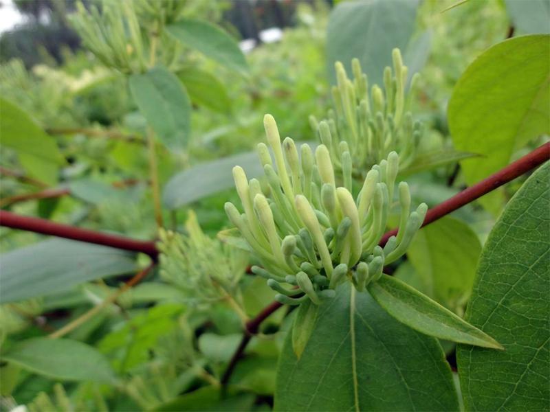 关于百雀羚发展史,天然百雀羚