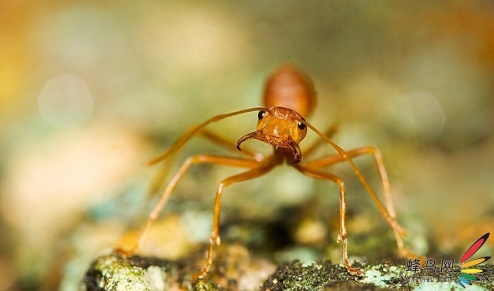 微距摄影大师总结的十个技巧,令人惊叹的微距摄影的5个技巧