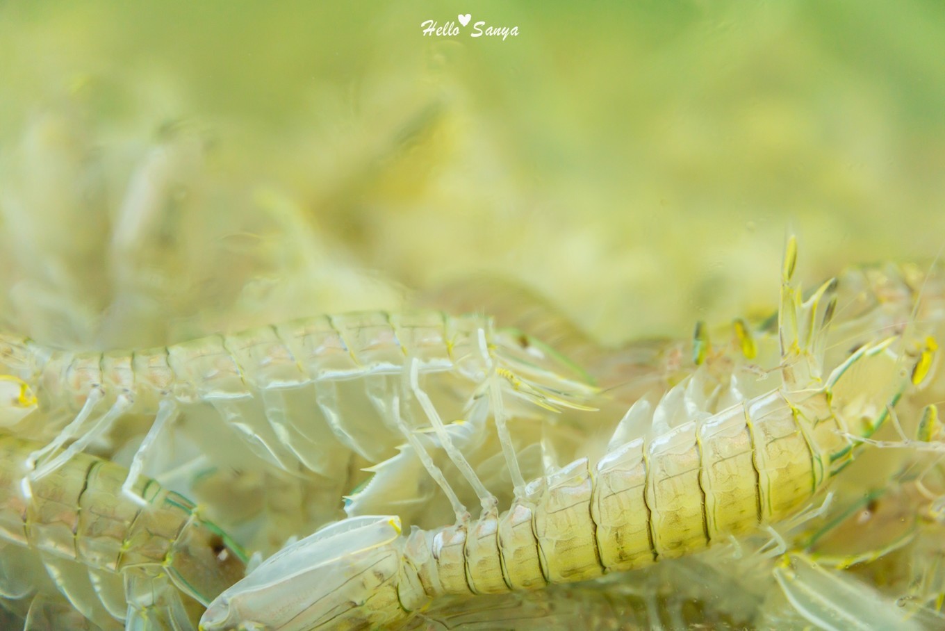 吃货们的福利，春节来三亚，墙裂推荐的特色美食全攻略
