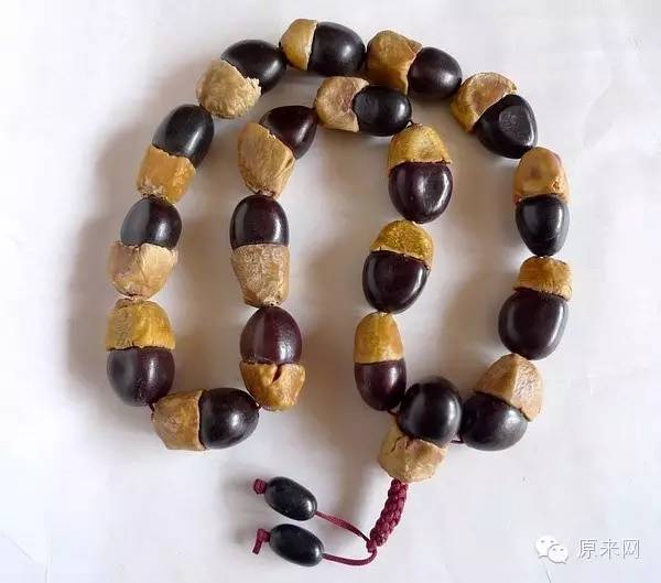 菩提本无树，果实作文玩