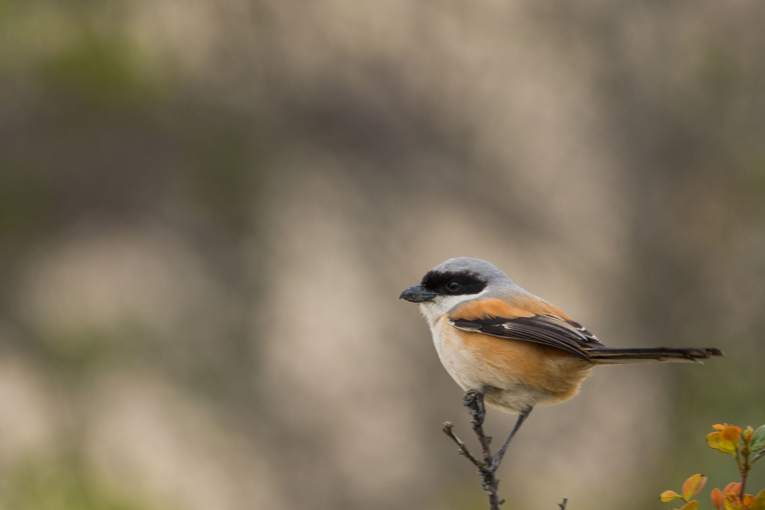 神州半岛高尔夫球场攻略,风景最美的高尔夫球场