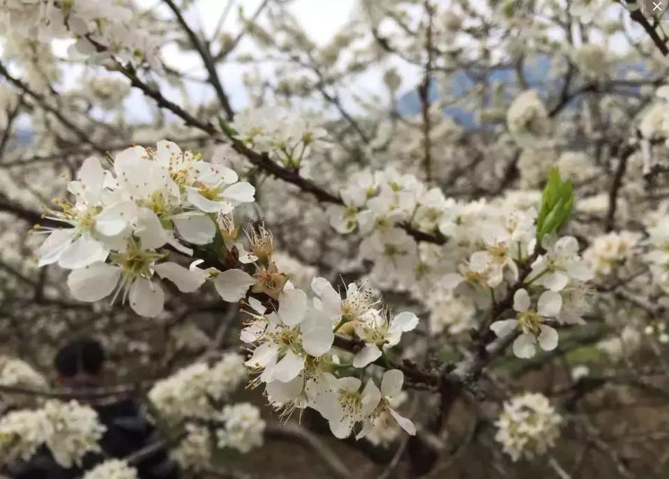 国内2月最美旅行地大推荐,风景线一路美到底(内附游玩线路)!