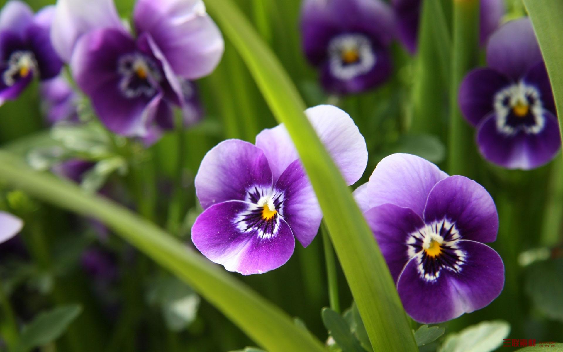 三色堇好养又好看的花,每日一花蝴蝶兰花