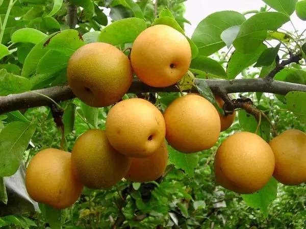 正宗清远连州水晶梨,广东清远连州的水晶梨