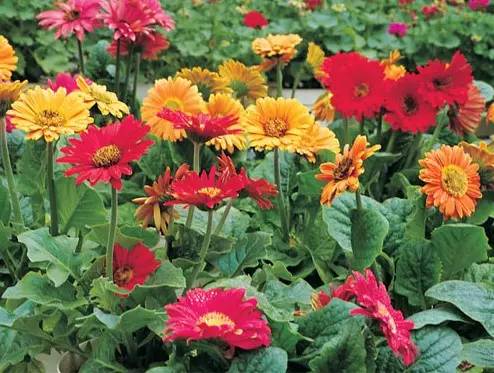 甲醛涨知识,甲醛中毒怎么去除最有效