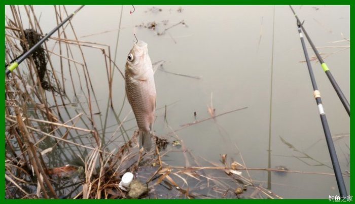 大鲫鱼大鱼,大鲫鱼大鲤鱼