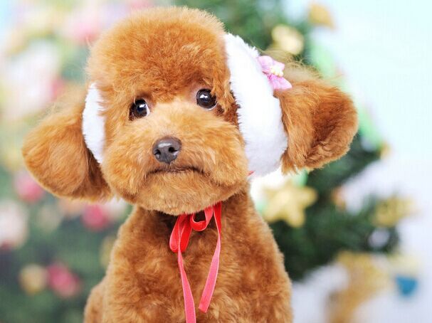 1个月泰迪犬晚上需要喂食吗,狗狗正确喂食时间表泰迪犬