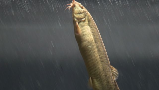 泥鳅一般一年亩产多少斤,亩产成品泥鳅4000多斤