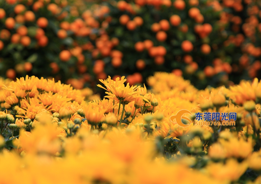 武汉迎春花市新品种,一年一度的迎春花市即将闪亮登场