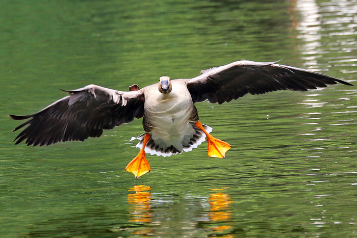 佳能ef70-200f4三代评测,佳能红圈ef100-3005.6