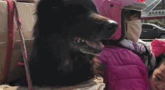 带狗回家后的第一天,带狗回家过年后带不回来了