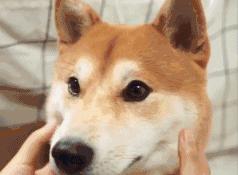 生肖是从大年初一开始算吗,生肖是从立春开始算还是初一