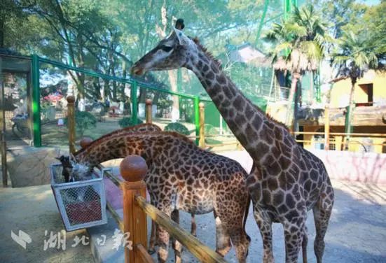 武汉孩子怎么过寒假,怎么让小孩有年味