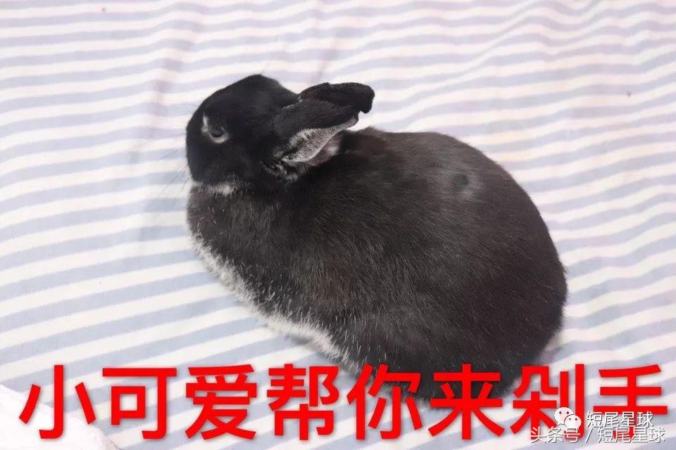 哪种兔笼比较好,兔笼有几种款式