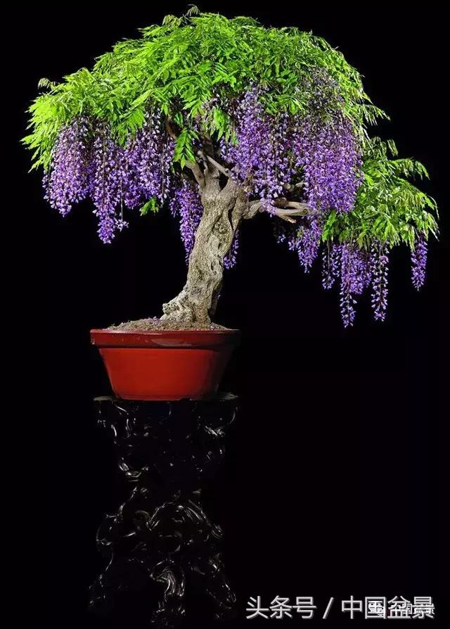 经典盆景欣赏,欣赏盆景感悟怎么写