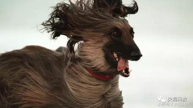 21点档｜狗年看狗！