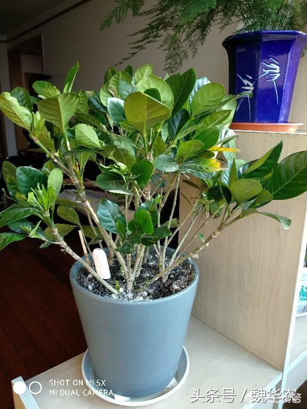 栀子花黄叶怎么养新手必看科普,栀子花黄叶干枯落叶怎么养护