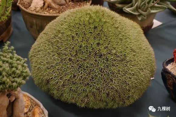 多肉万象最贵的品种,玉露多肉最贵多少钱一棵