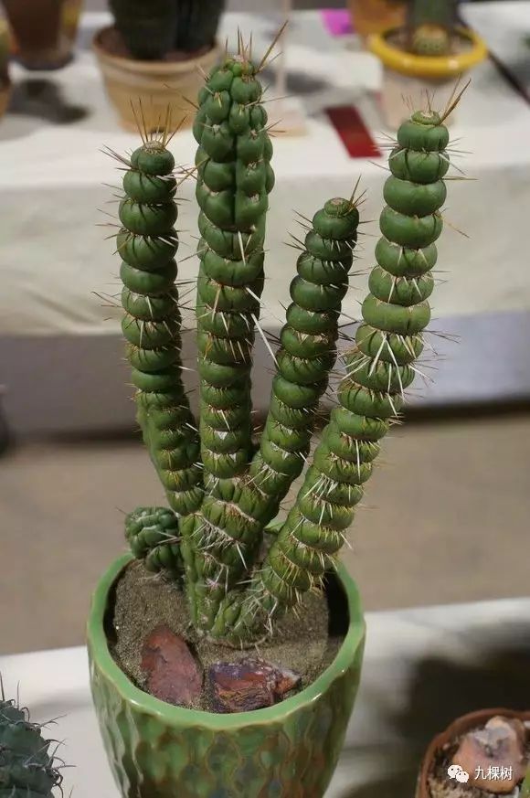 多肉万象最贵的品种,玉露多肉最贵多少钱一棵