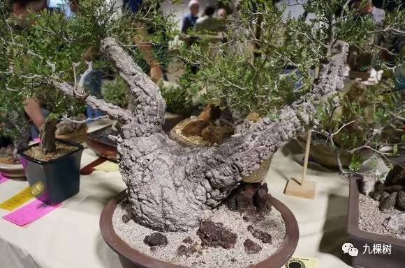 多肉万象最贵的品种,玉露多肉最贵多少钱一棵