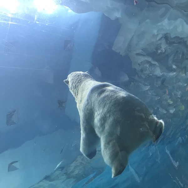 珠海长隆海洋王国宣传片,珠海长隆海洋王国