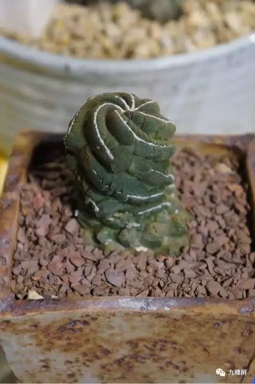 多肉万象最贵的品种,玉露多肉最贵多少钱一棵