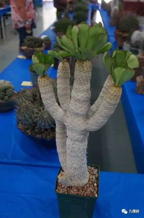 多肉万象最贵的品种,玉露多肉最贵多少钱一棵