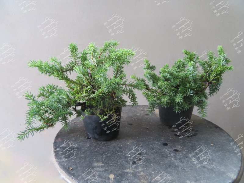 多大的真柏可以做舍利,迷你舍利崖柏