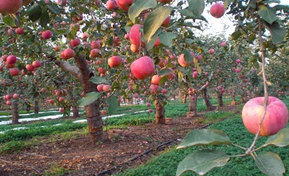 日本创业点子,8个新农村快速致富创业点子