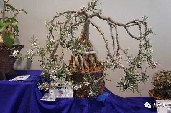 十大最贵玉露多肉品种,多肉最贵的品种有哪些