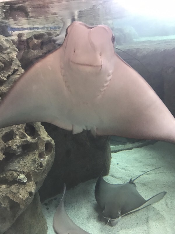 珠海长隆海洋王国宣传片,珠海长隆海洋王国