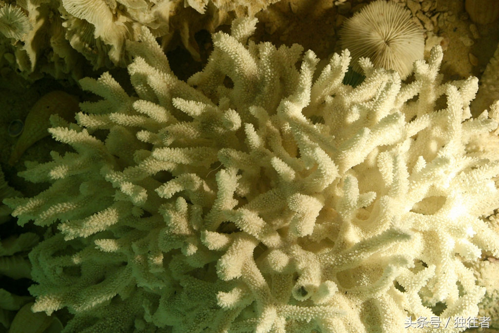 东方夏威夷是指亚龙湾吗,世界三大湾亚龙湾夏威夷