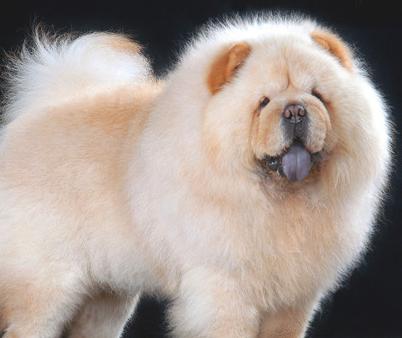 松狮犬为什么容易得皮肤病,松狮犬的皮肤病怎么治