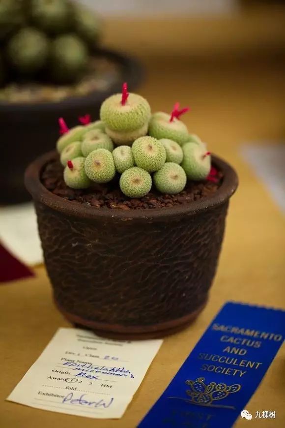 十大最贵玉露多肉品种,多肉最贵的品种有哪些