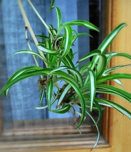 银边吊兰叶子发白咋回事,金边吊兰绿了怎么办