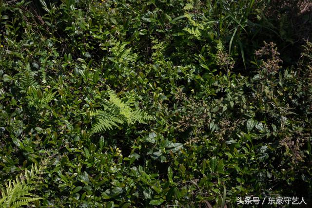 安溪种植茶叶的有利自然条件,安溪种植茶叶的情况介绍