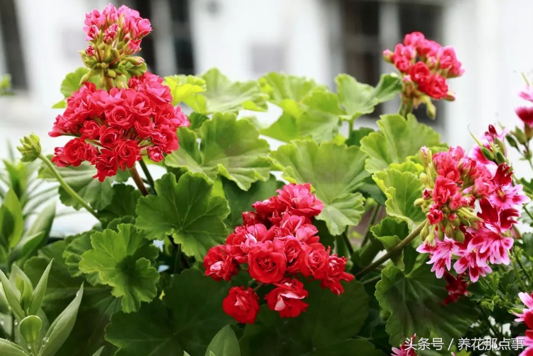 鍐板ぉ闆湴鑺辨捣,鍏ュ啲杩樿兘鐪嬪埌鑺辨捣