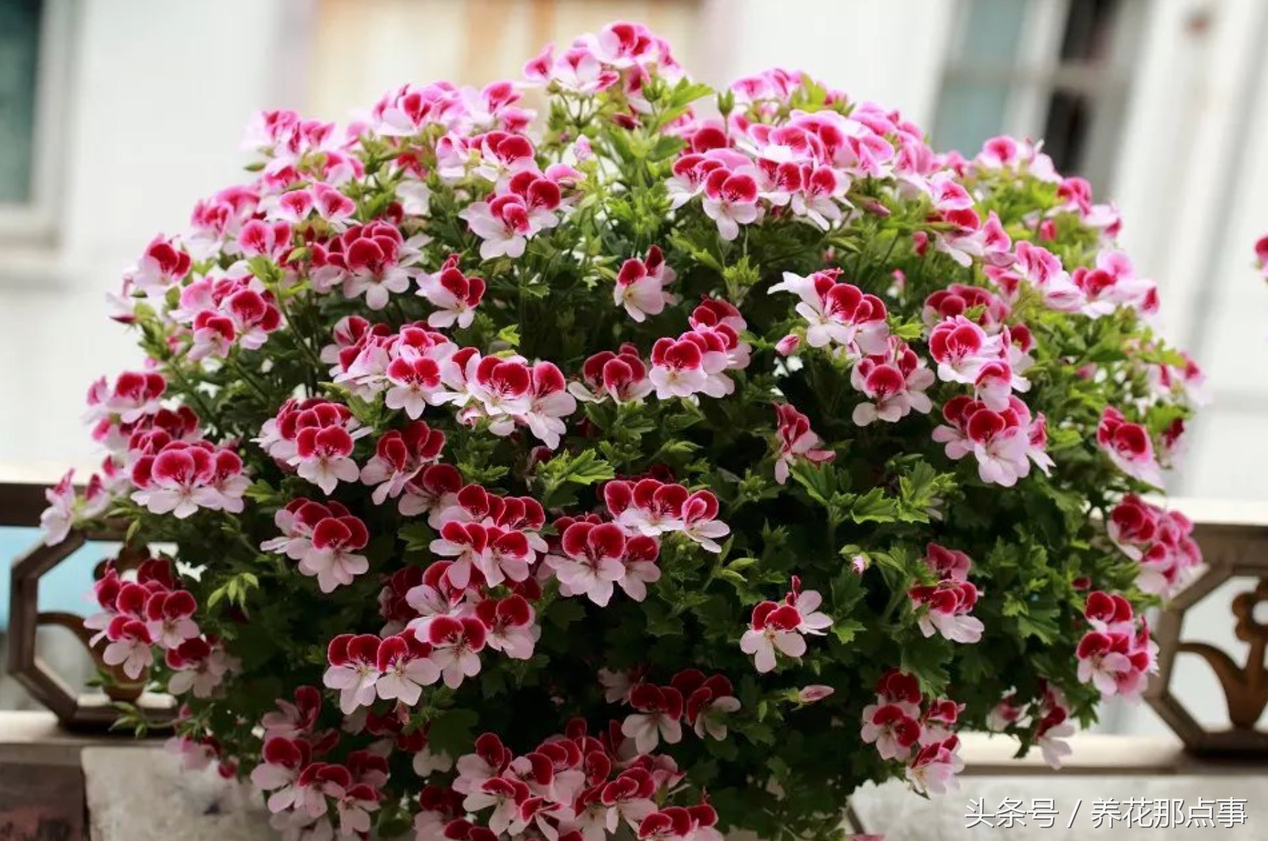 鍏ュ啲闃冲彴鑺辨捣,鍏ュ啲杩樿兘鐪嬪埌鑺辨捣