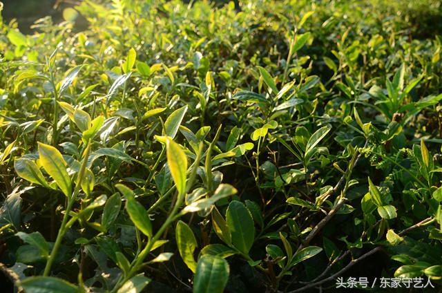 安溪种植茶叶的有利自然条件,安溪种植茶叶的情况介绍